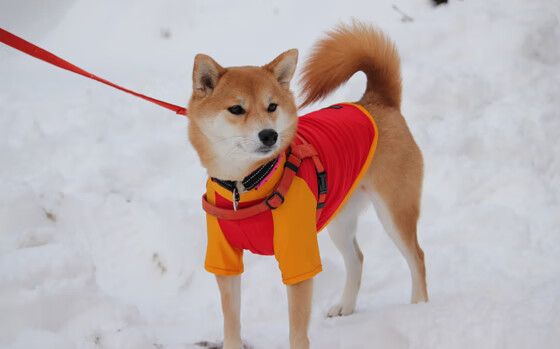 爱游戏入口-半岛怒吼，张继科引领的韩国队让埃菲尔铁塔沉默