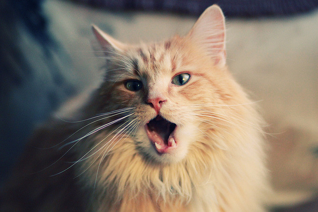 爱游戏体育-极限反超！红雷兹三停战术颠覆迈凯伦统治，红牛之夜诠释不可能的纪录