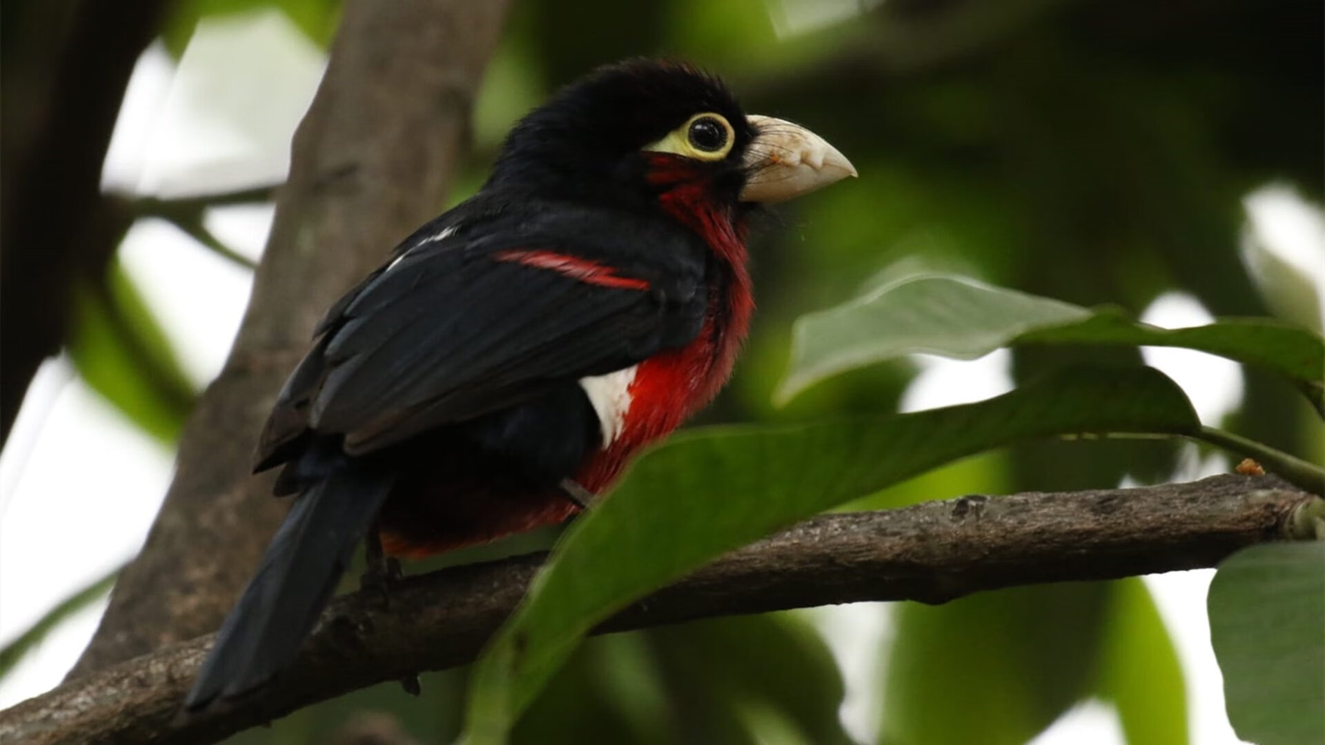 爱游戏体育-龙啸维也纳！中国男团3-0碾压奥地利，马龙完美状态点燃全场