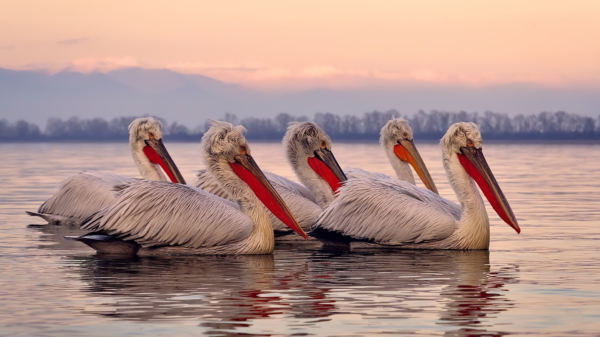 爱游戏官方-熔炉与火焰，当韩国队的钢铁防线遇见李梓嘉的星火时刻