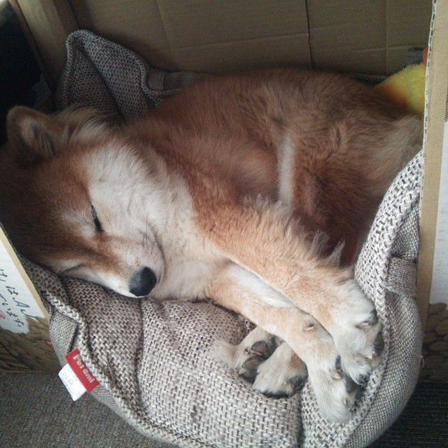 巨人的统治,戈贝尔如何让76人在篮网禁区寸步难行