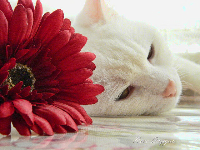 双线闪耀，皇家社会战术斩落紫百合，维尼修斯满分表演再证身价