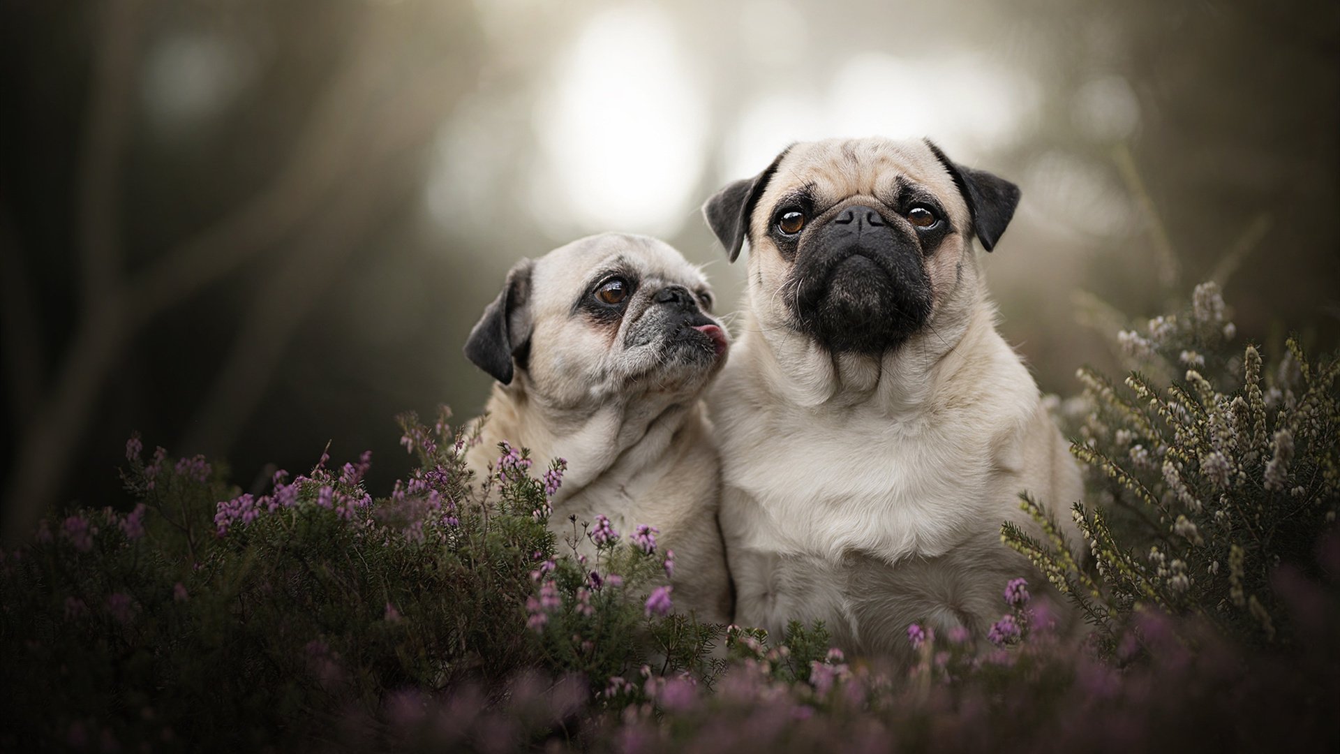 当篮球大脑降临绿茵场,哈利伯顿的助攻改写德甲冠军夜