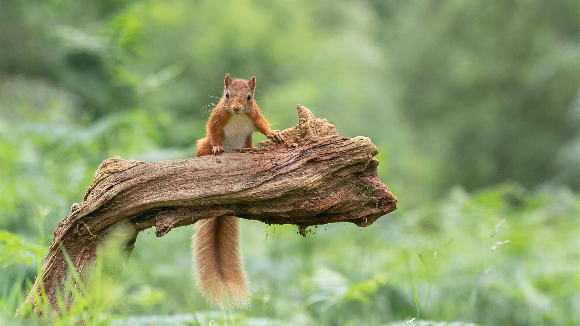 时空交错的弧线,当山西猛龙击溃紫金军团,马克西射落的不只是三分