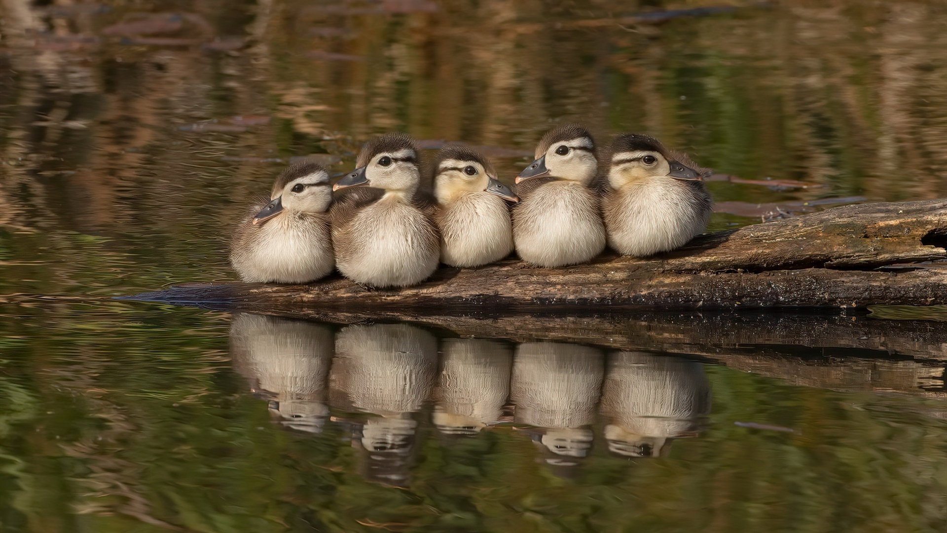爱游戏官方-镰刀割裂意大利咏叹调，蒂亚戈的独奏如何让皇家社会收割亚特兰大