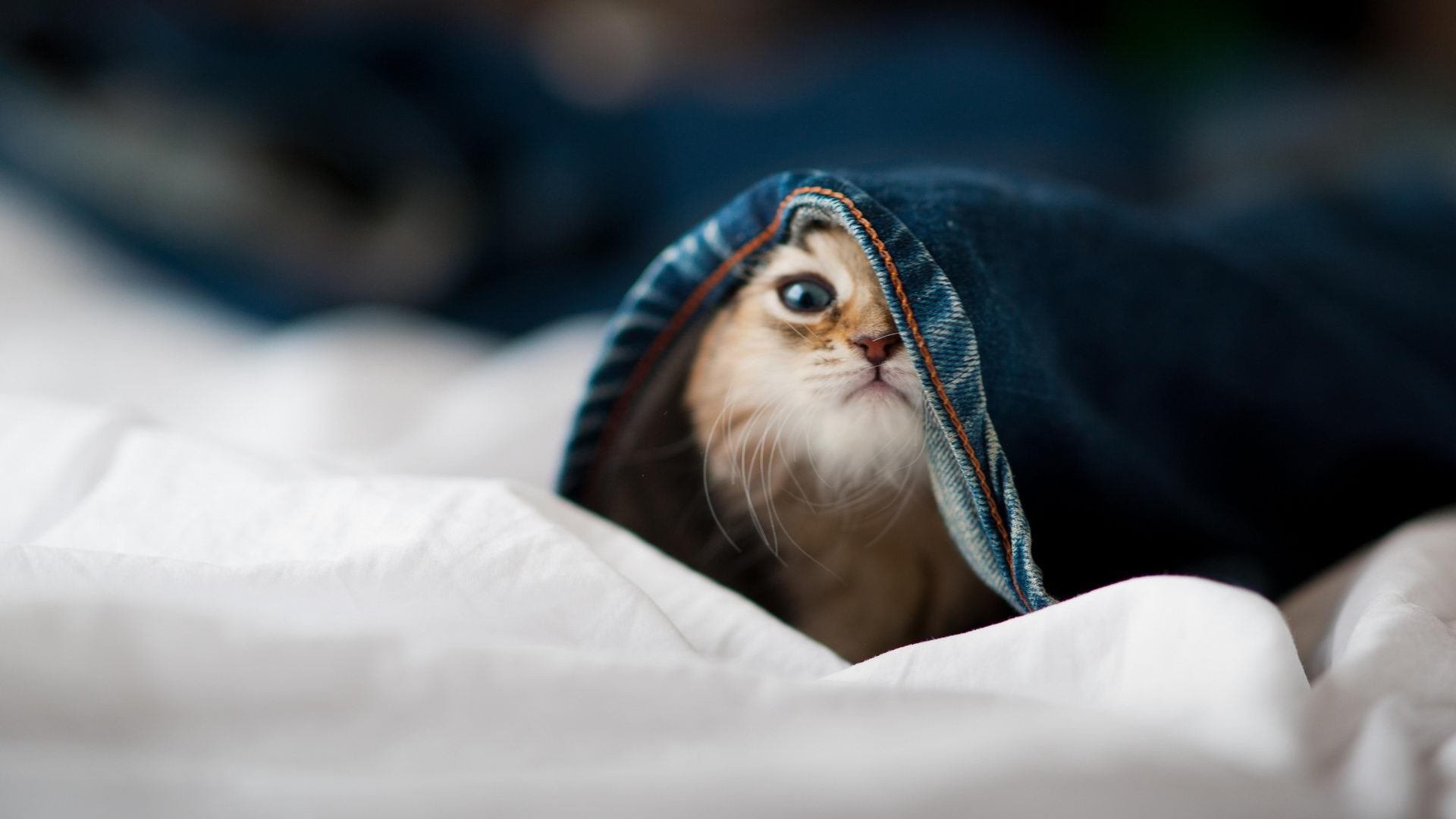 爱游戏-意甲巅峰对决引燃绿茵，上海队跨洋爆冷擒雷霆—体育跨界风云录