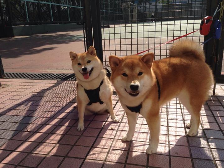 爱游戏官网-教科书级别的统治力！贝恩以一己之力定义意甲焦点战之夜