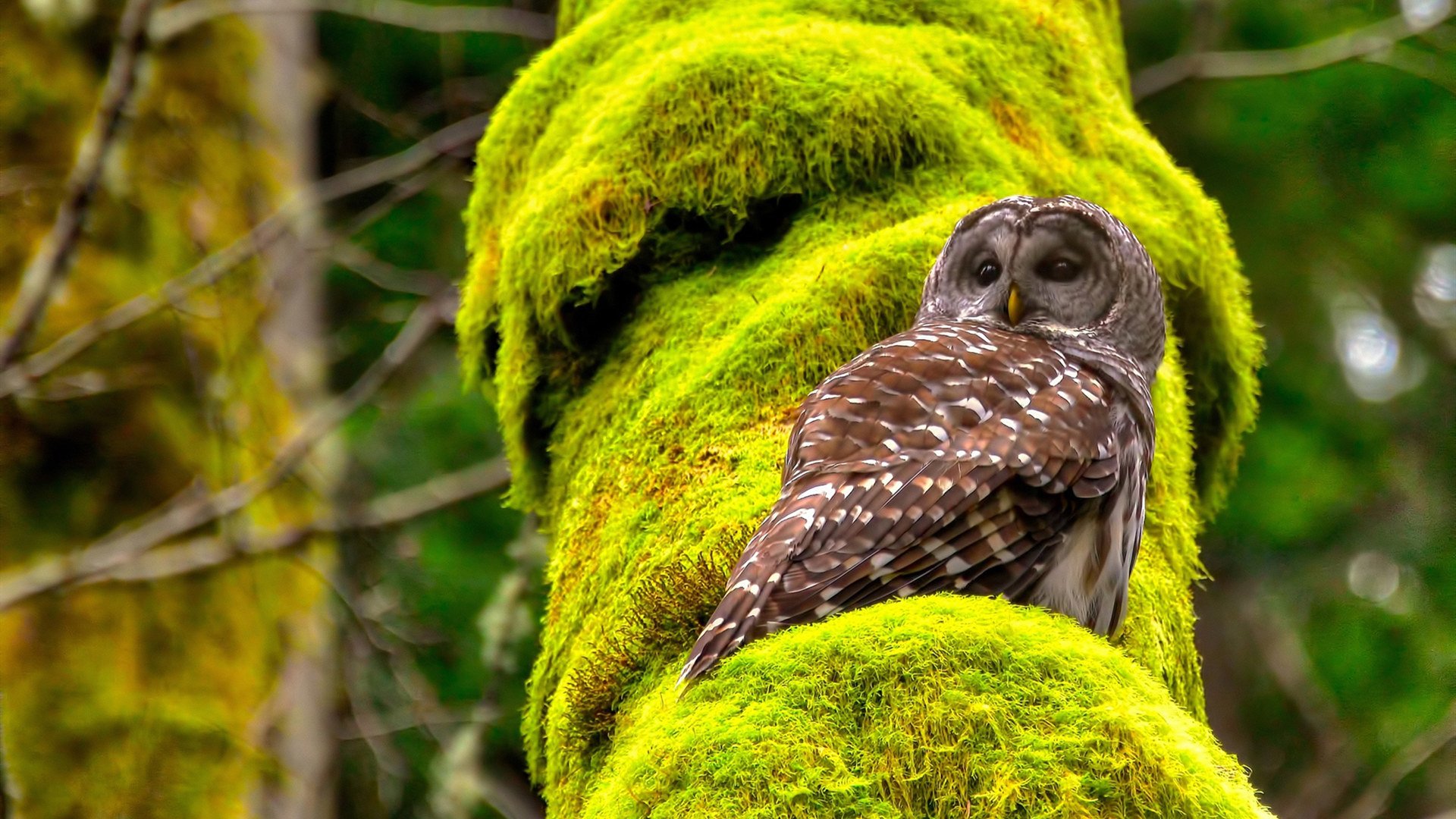 荷兰封锁勒沃库森?不,是卡塞米罗在F1刹车区完成致命超车!