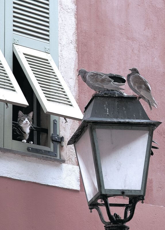 绝境乌托邦，乌拉圭生死战中，弗拉霍维奇如何用一记倒钩踢碎拜仁的巨人神话