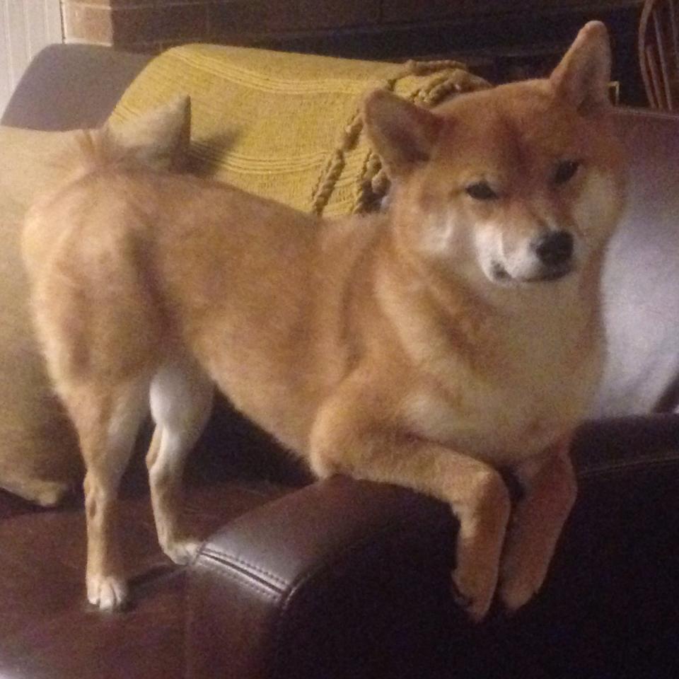 火力全开！乌克兰闪电战击溃芬兰，布雷默全场调度如战场指挥官