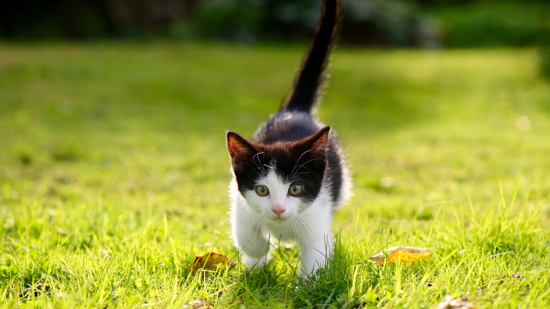 爱游戏在线-拉梅洛的华丽与东契奇的冷酷，双星映照下的决胜局英雄主义