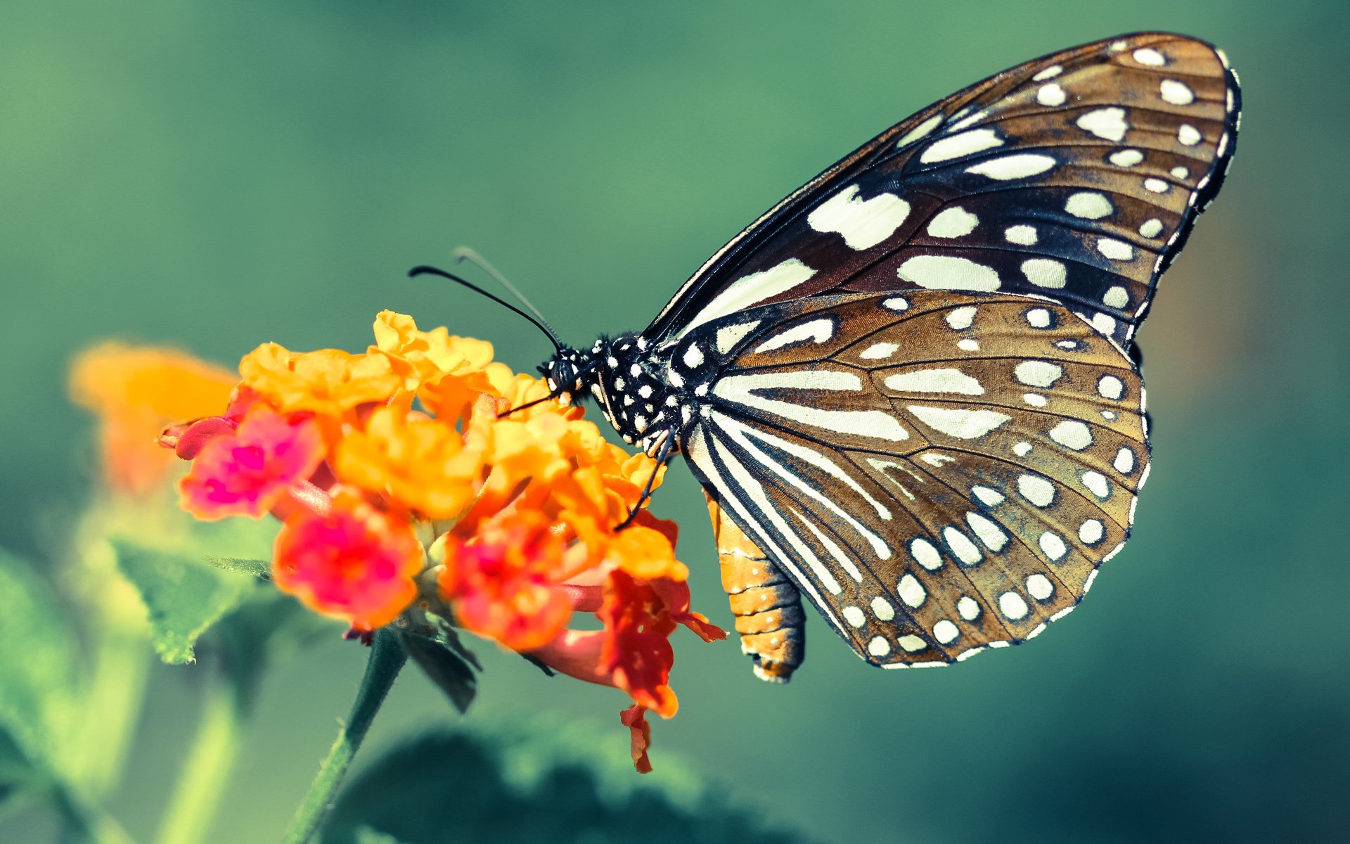 火箭一波带走篮网,切特的成长与2026世界杯接管比赛的伏笔