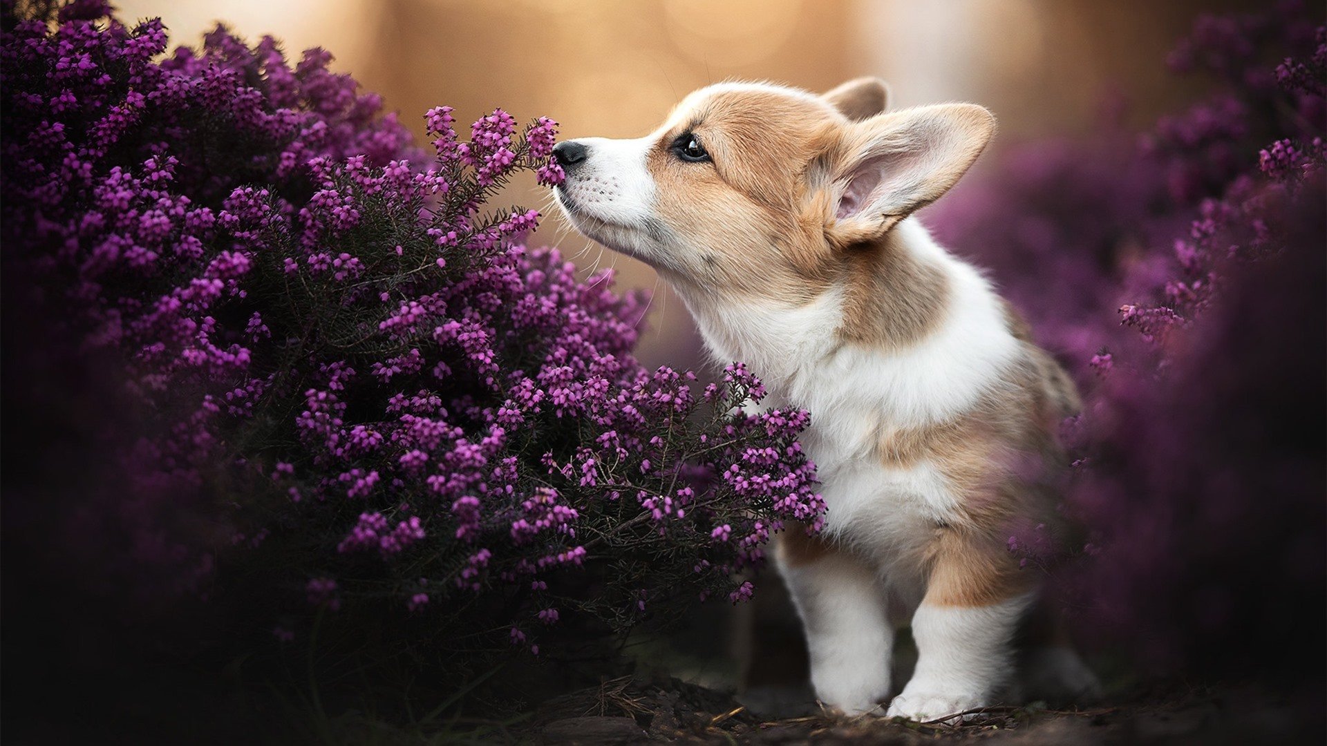 关键先生英格拉姆发威,广厦队稳扎稳打力克辽宁豪取关键胜利