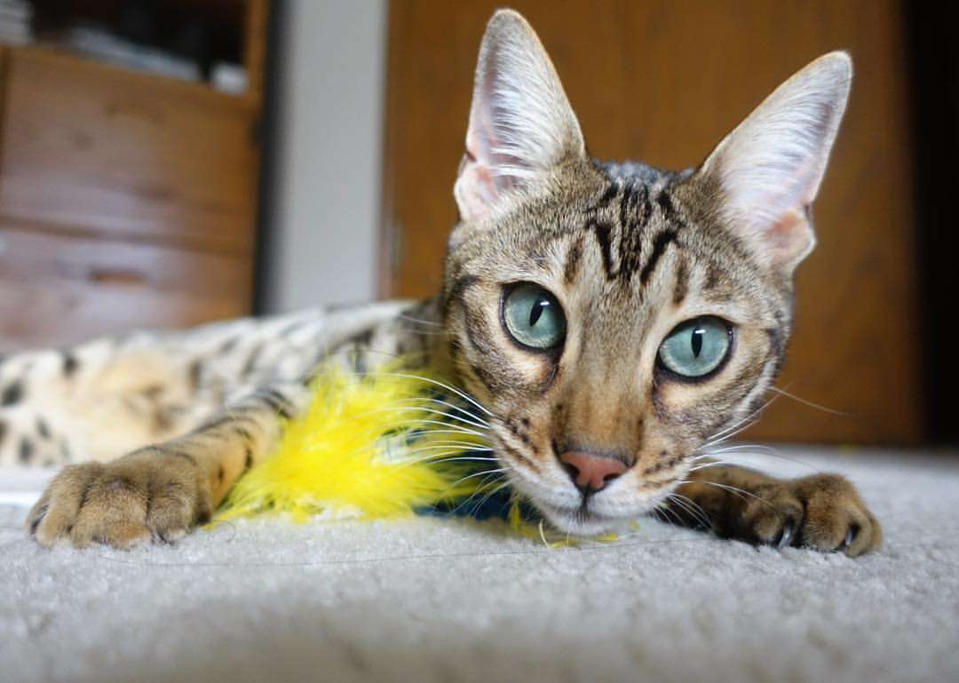 欧冠战报，黄喜灿梦幻舞步令对手完全无解，葡萄牙体育单节闪电战击穿巴黎