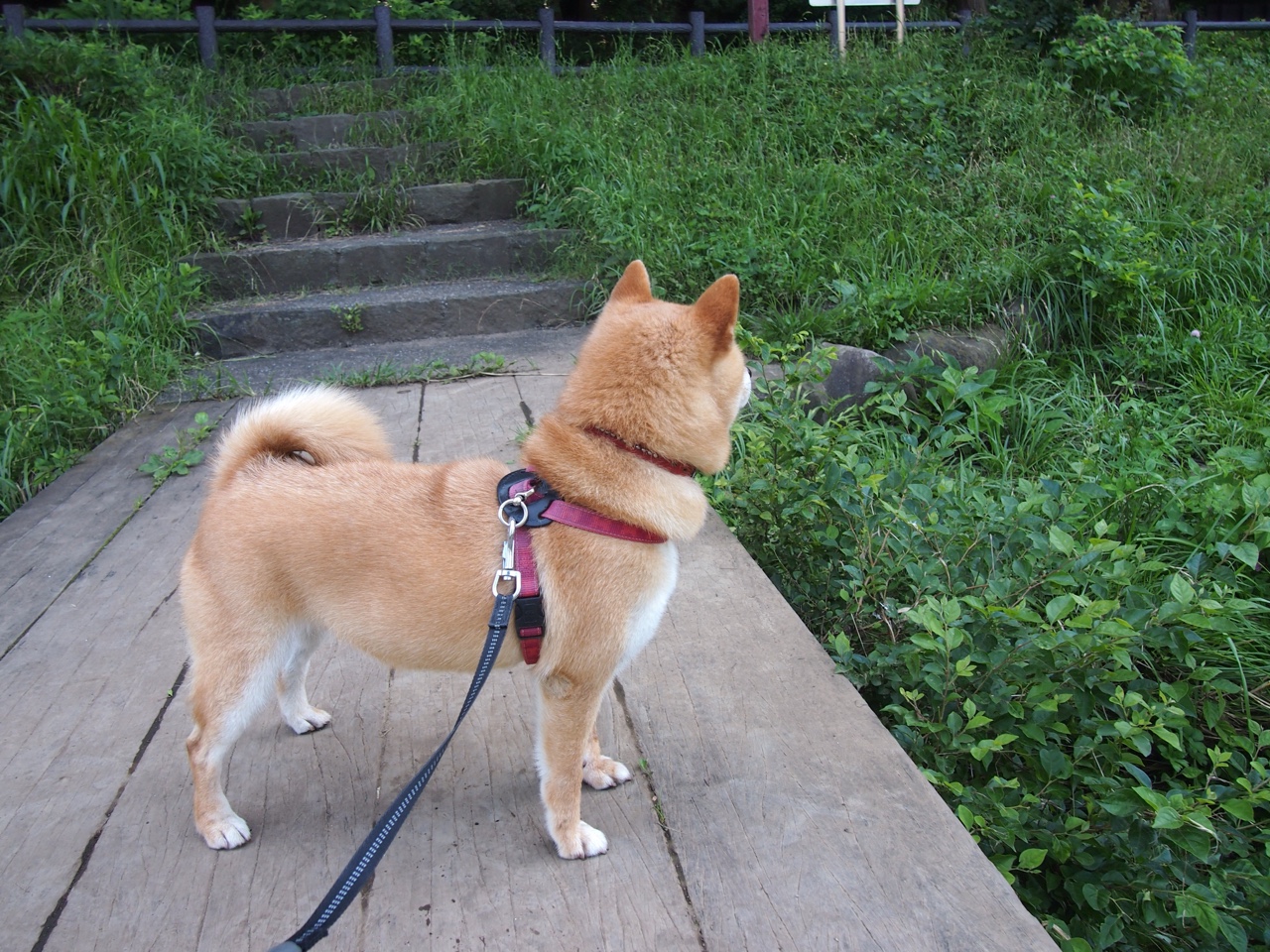 爱游戏下载-星光独属一人，新西兰与希腊的迷雾对决中，巴斯托尼照亮全场